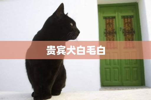 貴賓犬白毛白