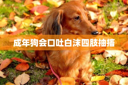 成年狗會口吐白沫四肢抽搐
