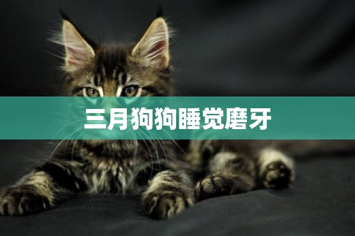 三月狗狗睡覺磨牙