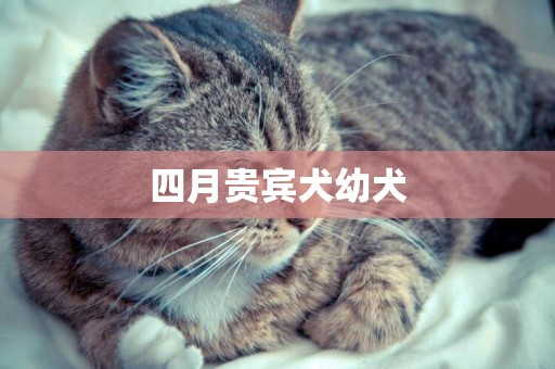 四月貴賓犬幼犬