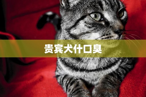 貴賓犬什口臭