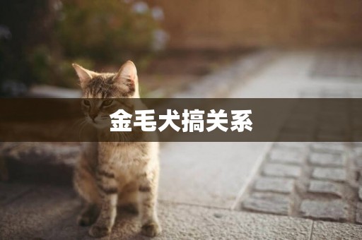 金毛犬搞關系