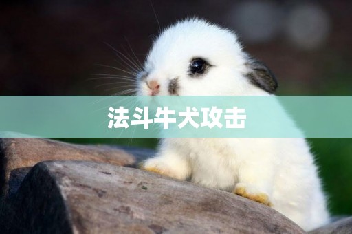 法斗牛犬攻擊