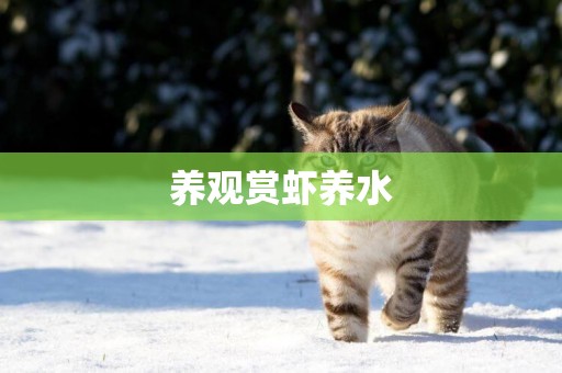 養觀賞蝦養水