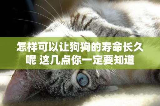 怎樣可以讓狗狗的壽命長久呢 這幾點你一定要知道