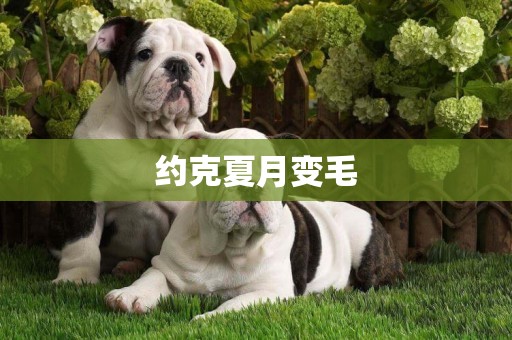 約克夏月變毛
