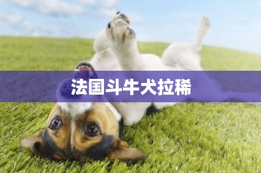 法國斗牛犬拉稀