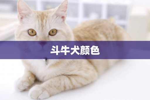 斗牛犬顏色