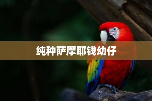 純種薩摩耶錢幼仔