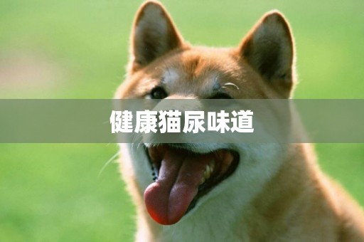 健康貓尿味道