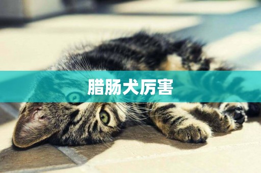 臘腸犬厲害