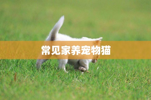 常見家養寵物貓