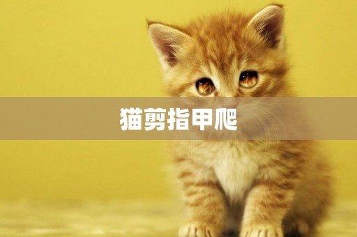 貓剪指甲爬