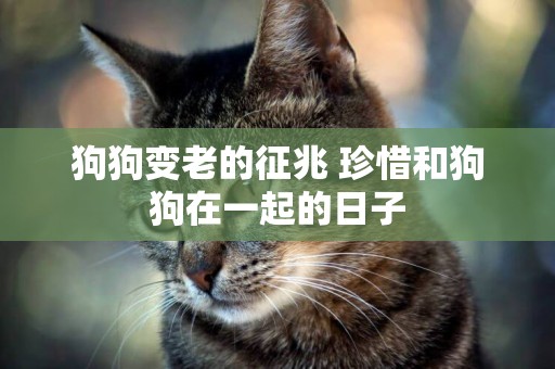 狗狗變老的征兆 珍惜和狗狗在一起的日子