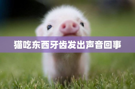 貓吃東西牙齒發出聲音回事