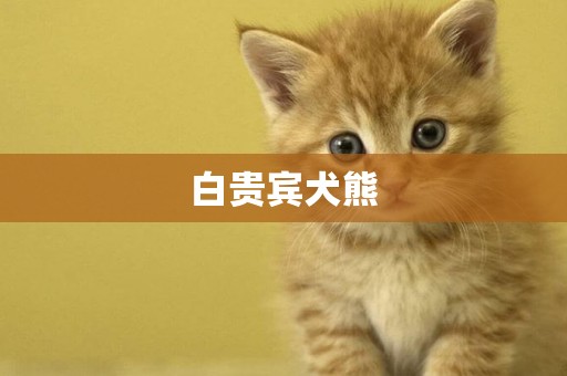 白貴賓犬熊