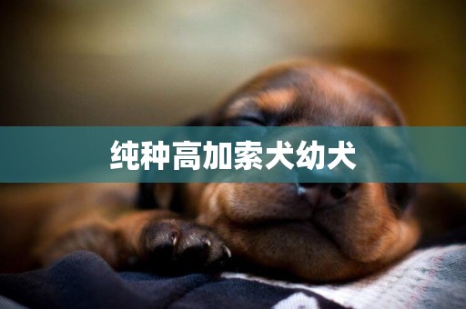 純種高加索犬幼犬