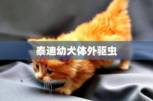 泰迪幼犬體外驅蟲