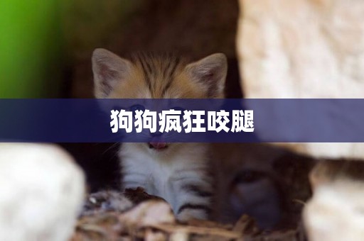 狗狗瘋狂咬腿