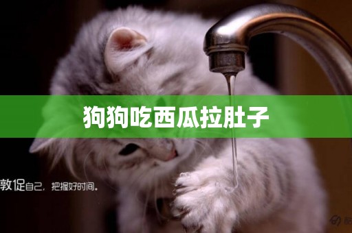 狗狗吃西瓜拉肚子