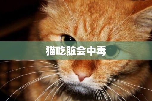 貓吃臟會中毒