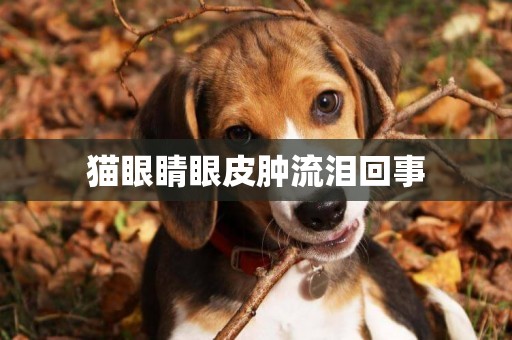 貓眼睛眼皮腫流淚回事