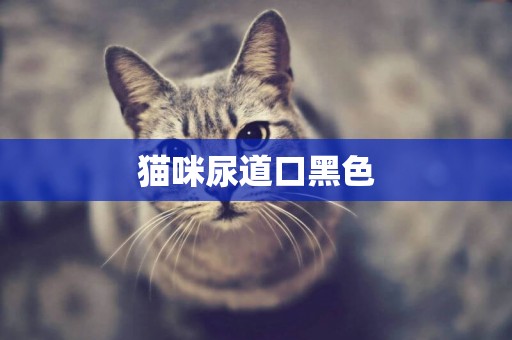 貓咪尿道口黑色