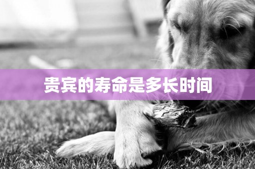 貴賓的壽命是多長時間
