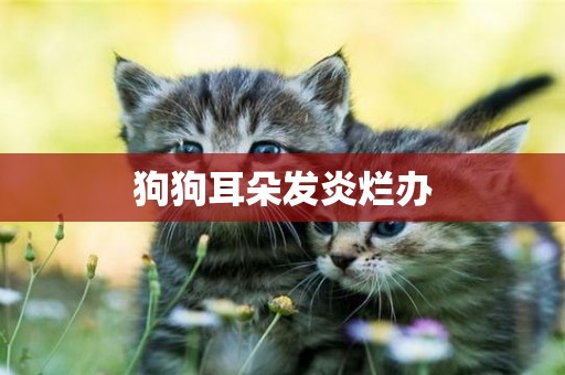 狗狗耳朵發炎爛辦