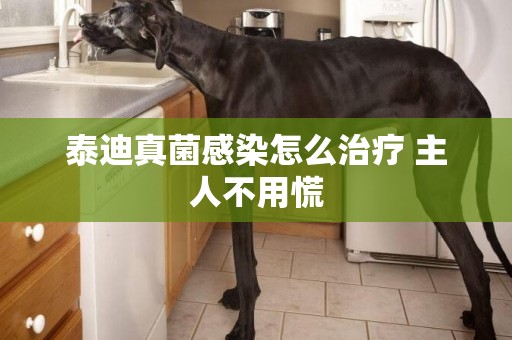泰迪真菌感染怎么治療 主人不用慌