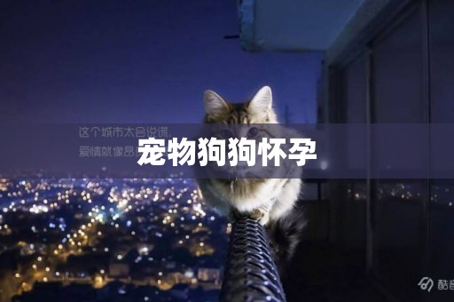 寵物狗狗懷孕