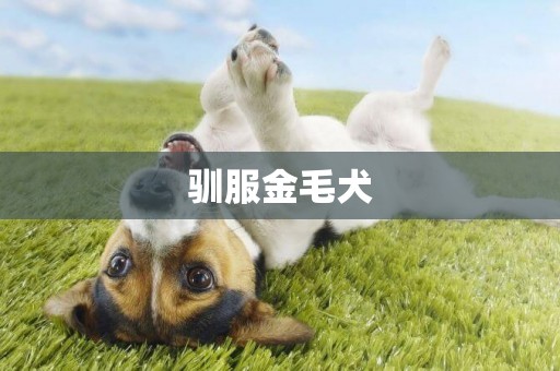 馴服金毛犬