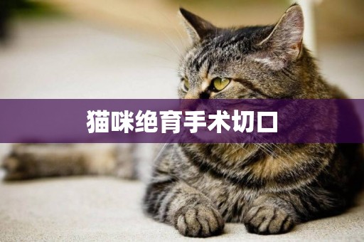 貓咪絕育手術切口