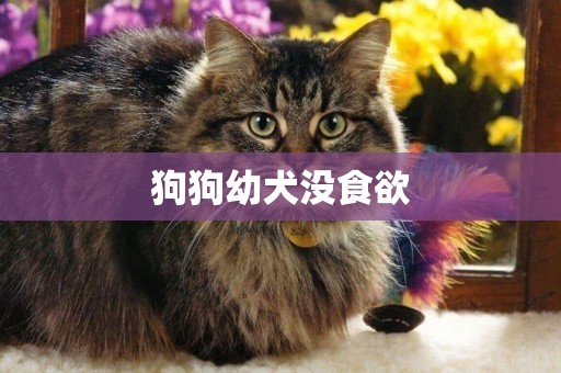 狗狗幼犬沒食欲