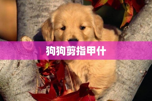 狗狗剪指甲什
