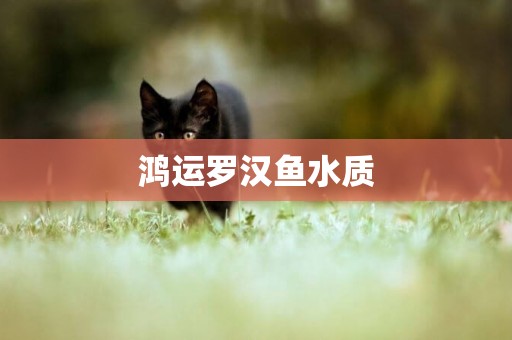 鴻運羅漢魚水質