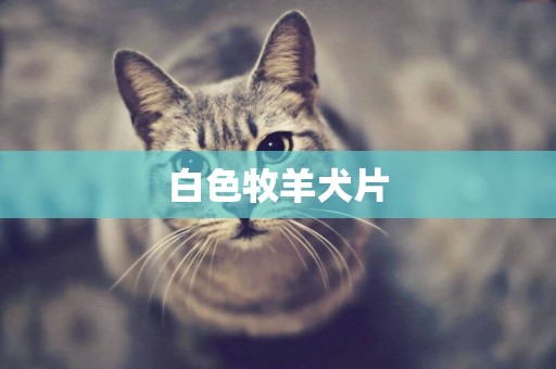 白色牧羊犬片