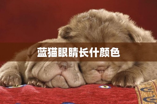 藍貓眼睛長什顏色