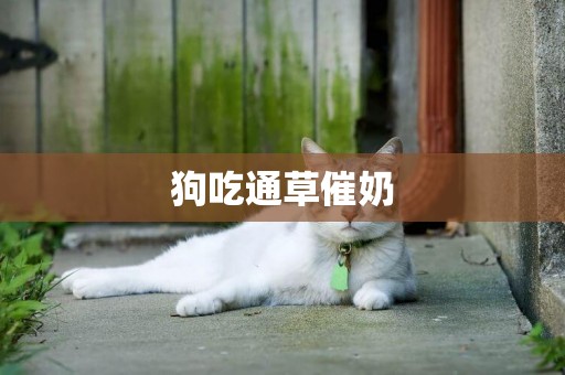 狗吃通草催奶