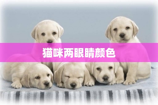 貓咪兩眼睛顏色