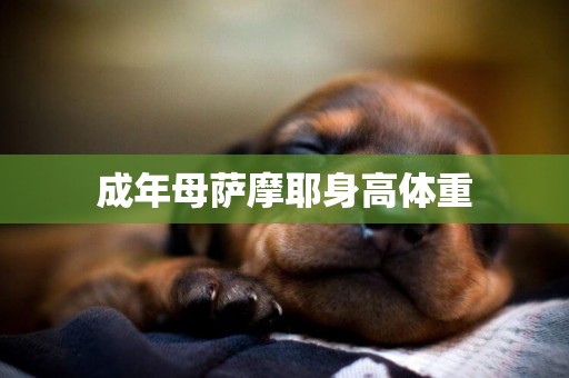 成年母薩摩耶身高體重