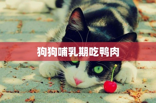 狗狗哺乳期吃鴨肉
