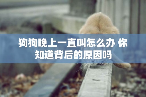 狗狗晚上一直叫怎么辦 你知道背后的原因嗎