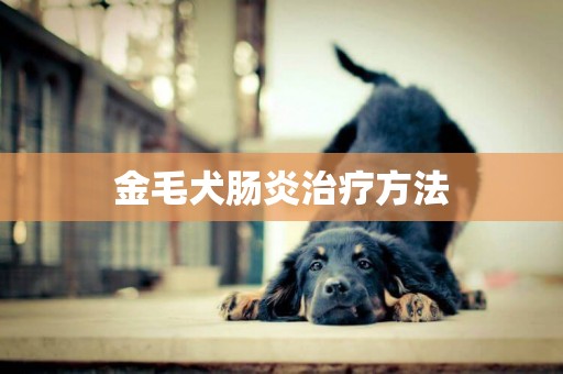 金毛犬腸炎治療方法