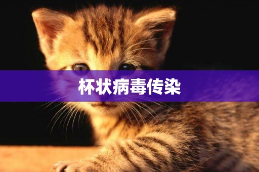 杯狀病毒傳染