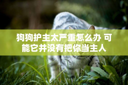 狗狗護主太嚴重怎么辦 可能它并沒有把你當主人