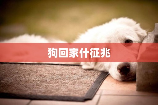 狗回家什征兆