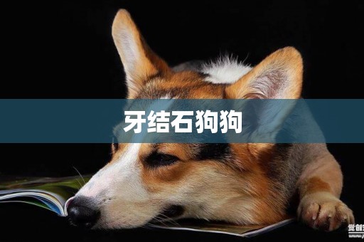 牙結石狗狗