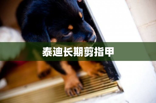 泰迪長期剪指甲