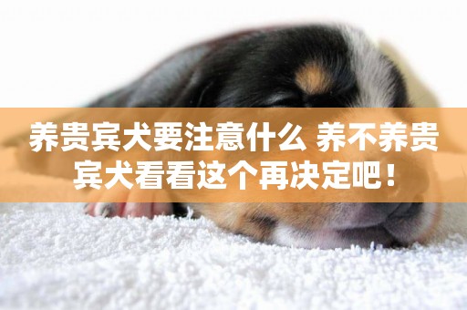 養貴賓犬要注意什么 養不養貴賓犬看看這個再決定吧！